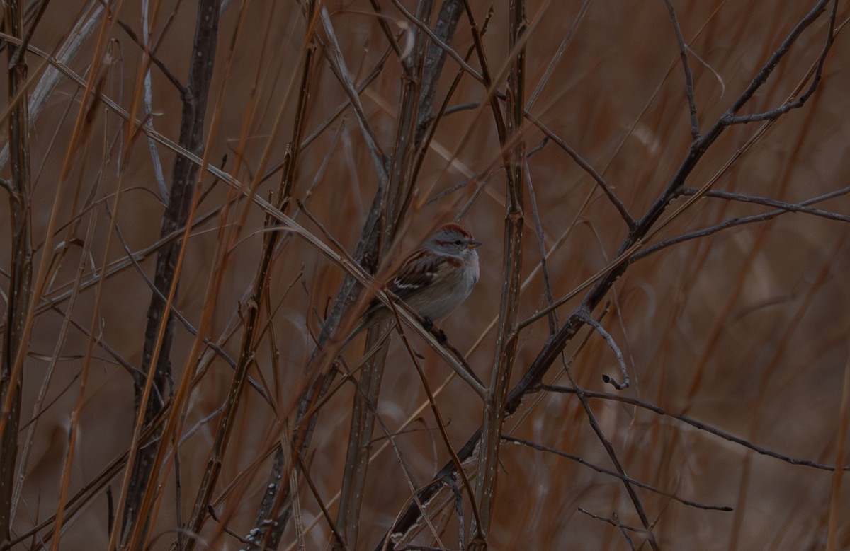 American Tree Sparrow - ML646813217