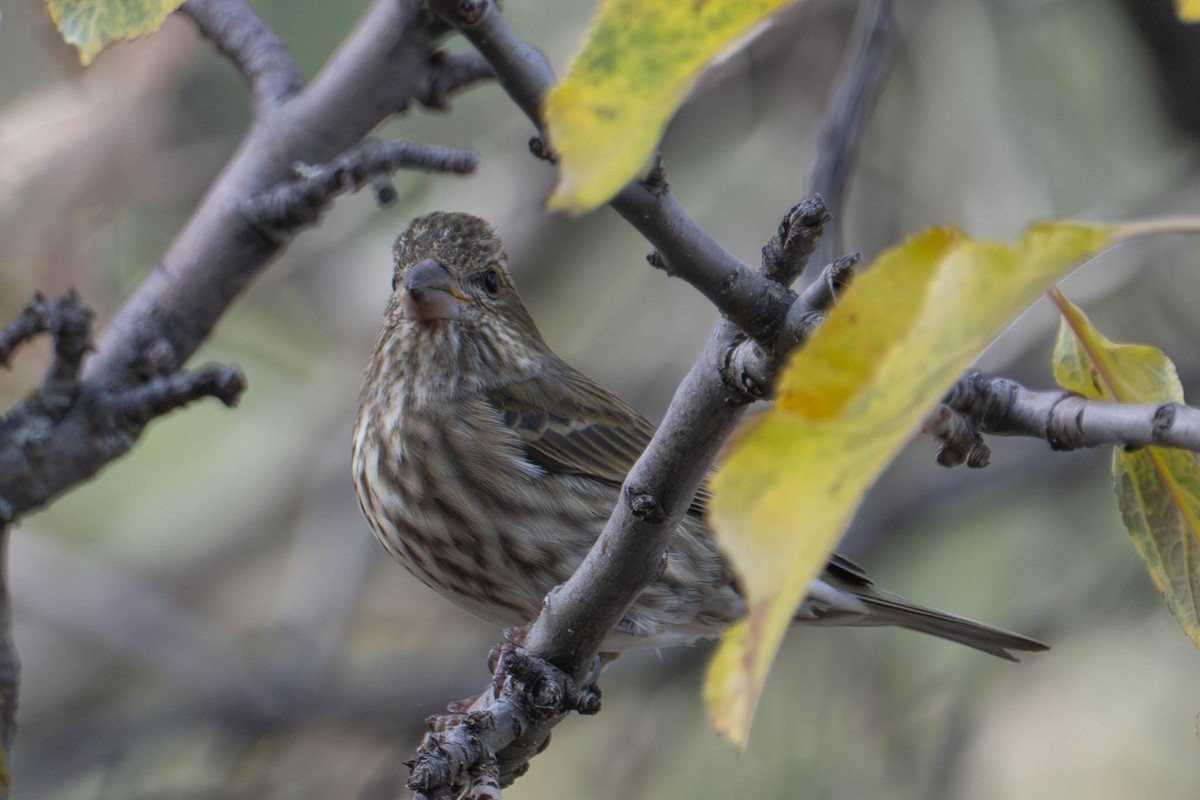 Purple Finch - ML646813219