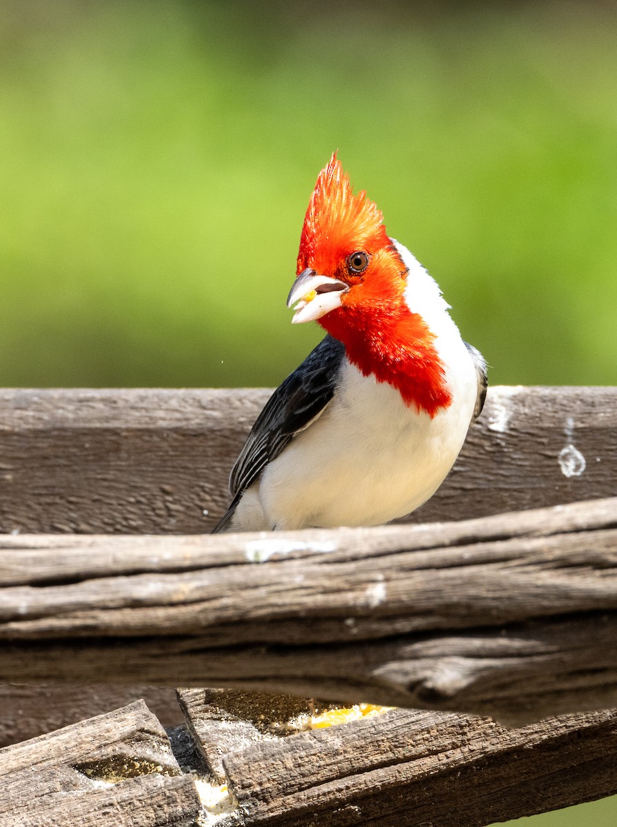Red-crested Cardinal - ML646813220