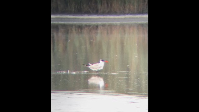 Caspian Tern - ML646813221