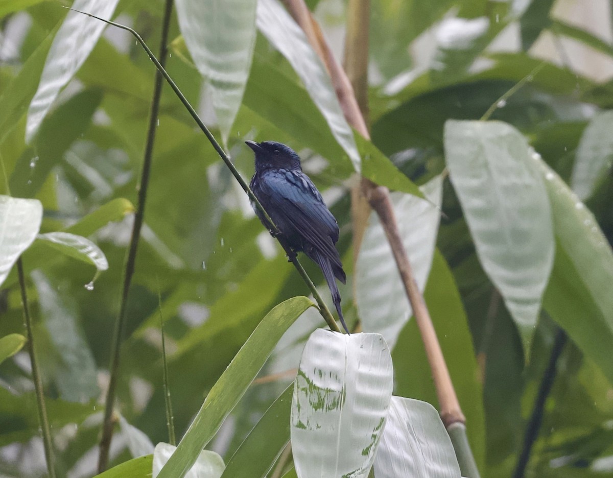 小卷尾 - ML646813222