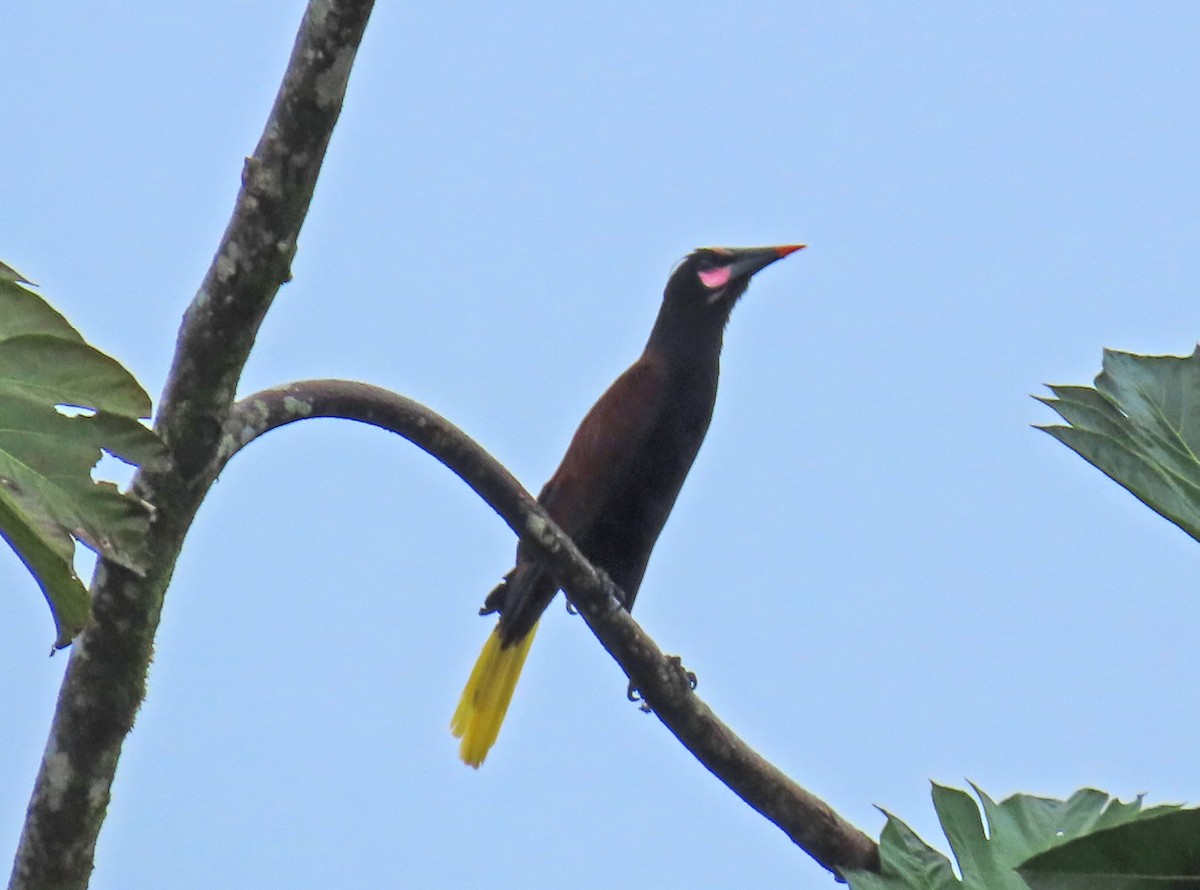 Baudo Oropendola - ML646813223