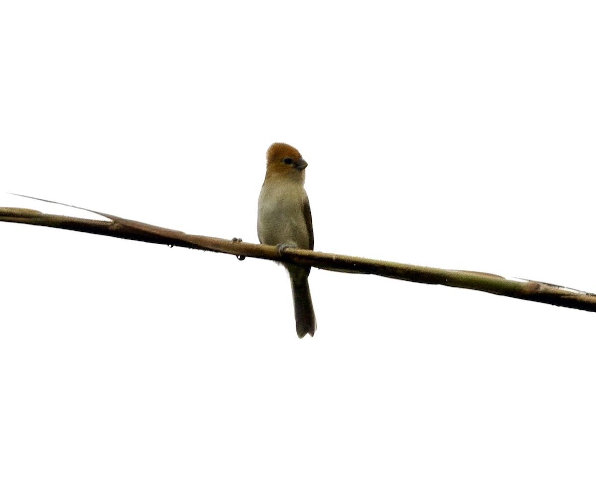 Rufous-headed Parrotbill - ML646813225