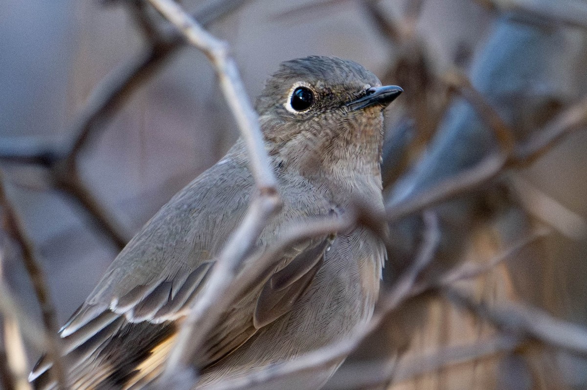 Townsend's Solitaire - ML646813226