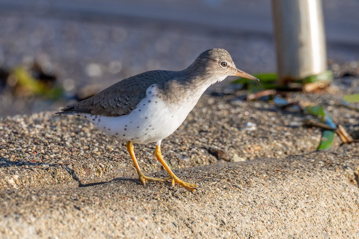 Spotted Sandpiper - ML646813239