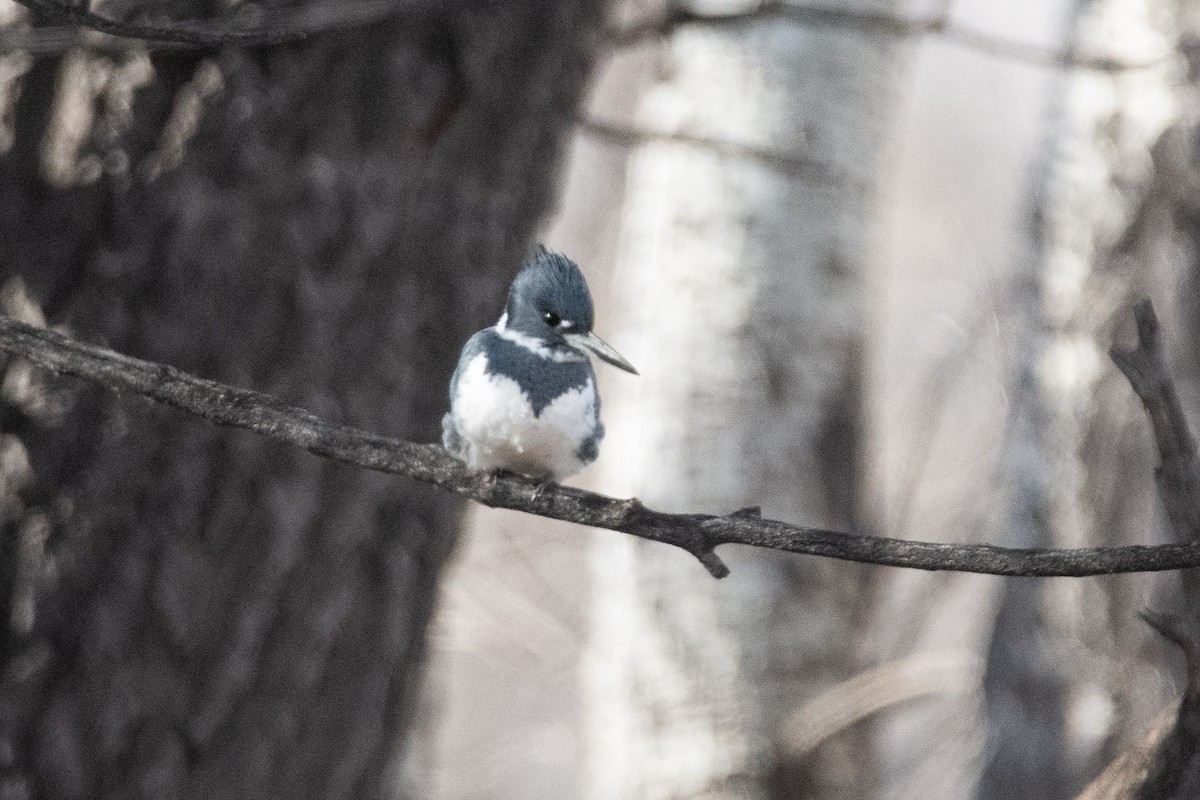 Gürtelfischer - ML646813240