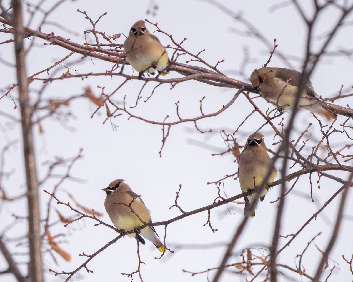 ציצנית אמריקנית - ML646813241