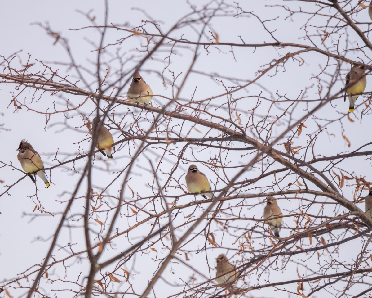 ציצנית אמריקנית - ML646813242