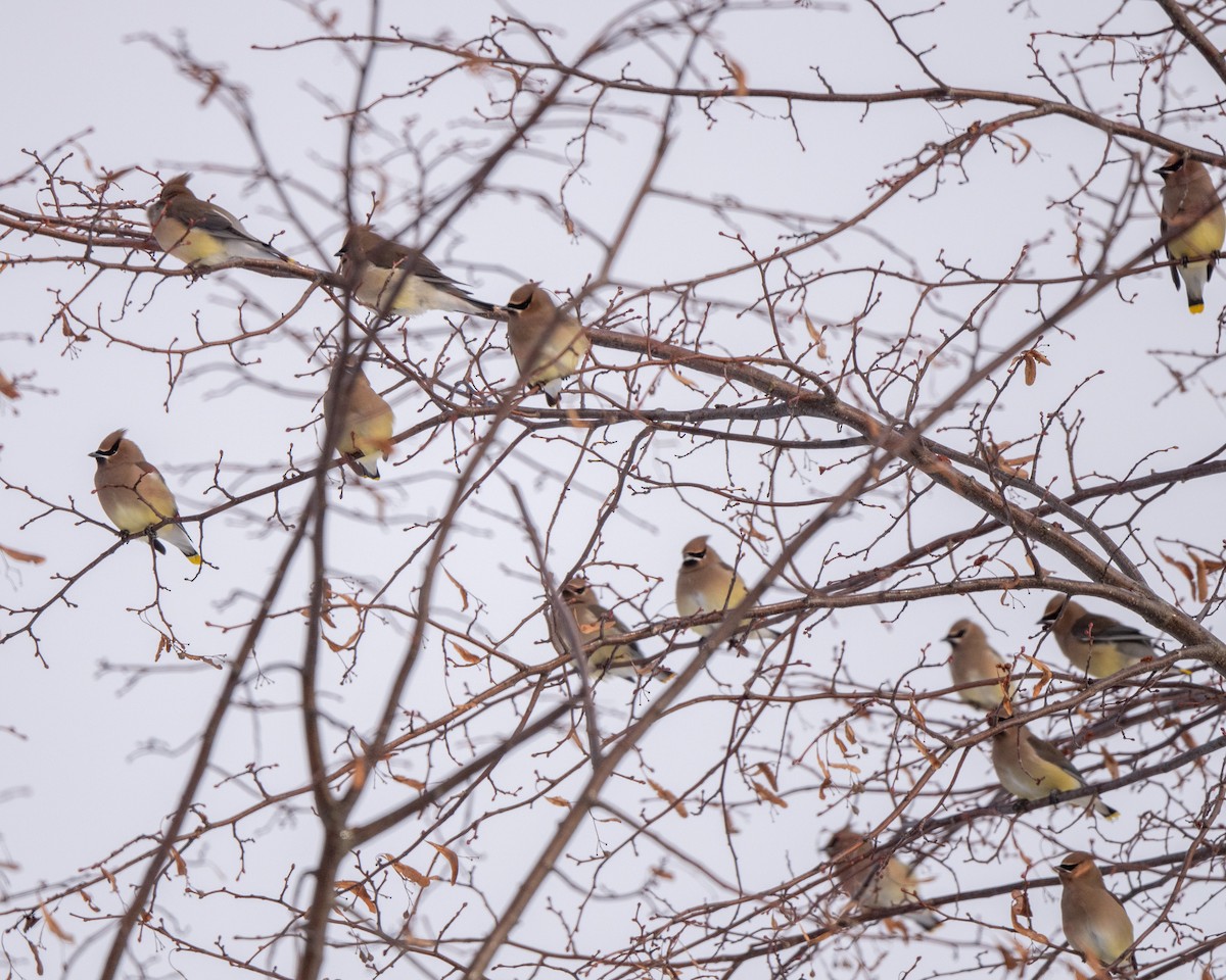 ציצנית אמריקנית - ML646813243