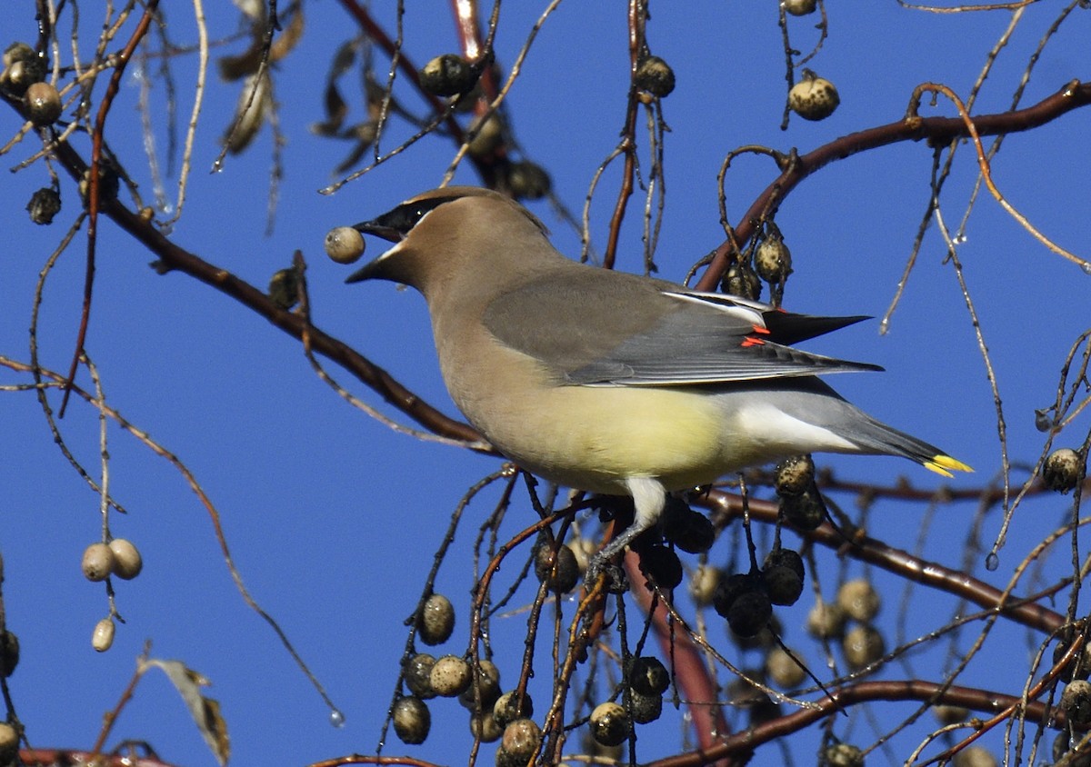 einersidensvans - ML646813248