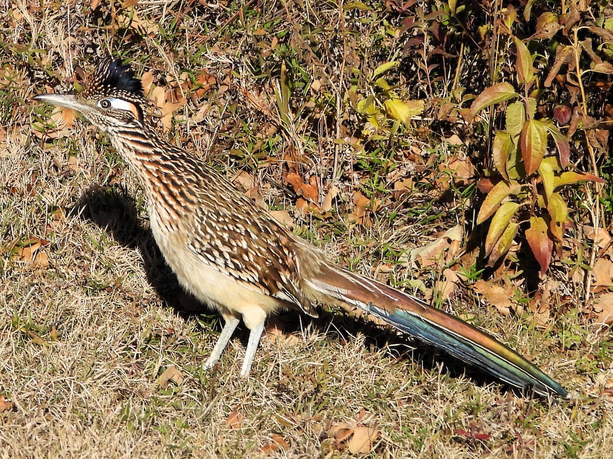 Greater Roadrunner - ML646813249