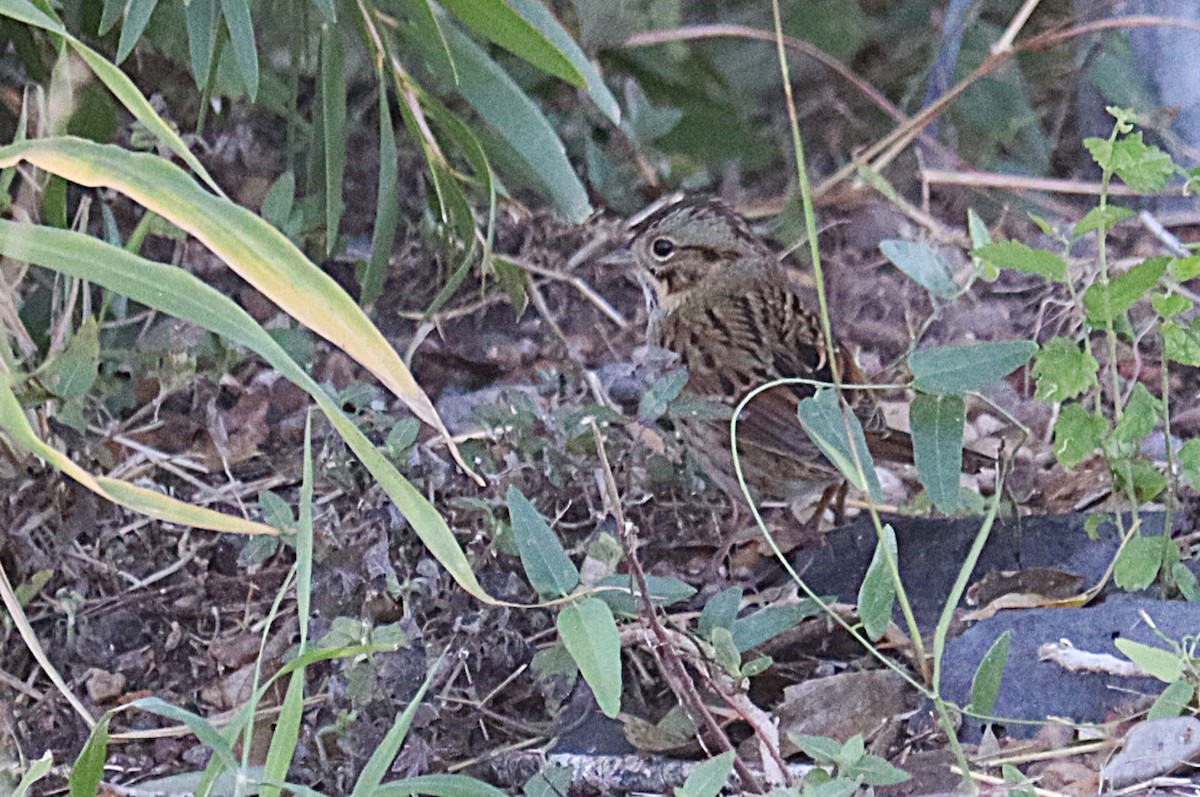Lincoln's Sparrow - ML646813251