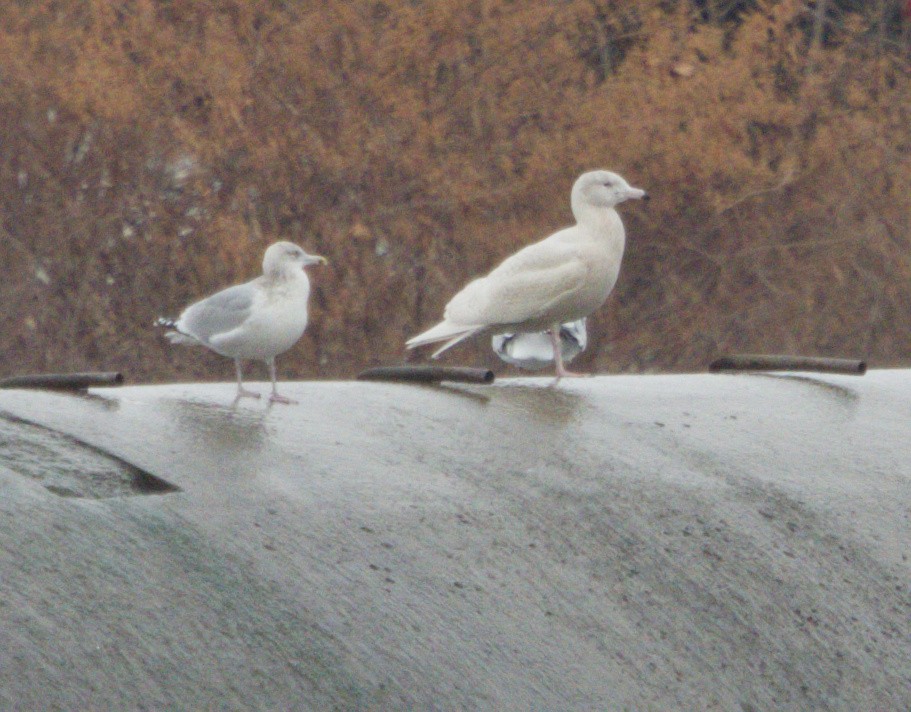 Бургомистр - ML646813252