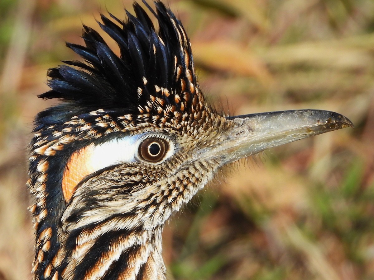 Greater Roadrunner - ML646813255