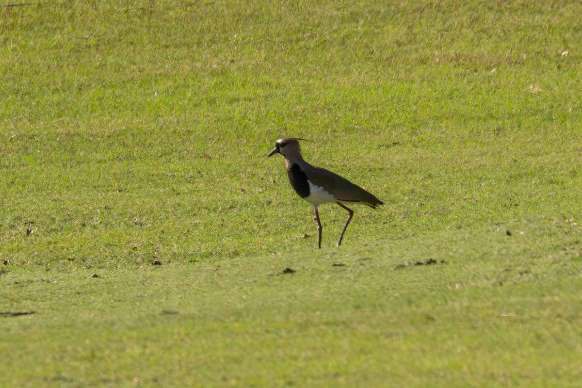 ナンベイタゲリ - ML646813256