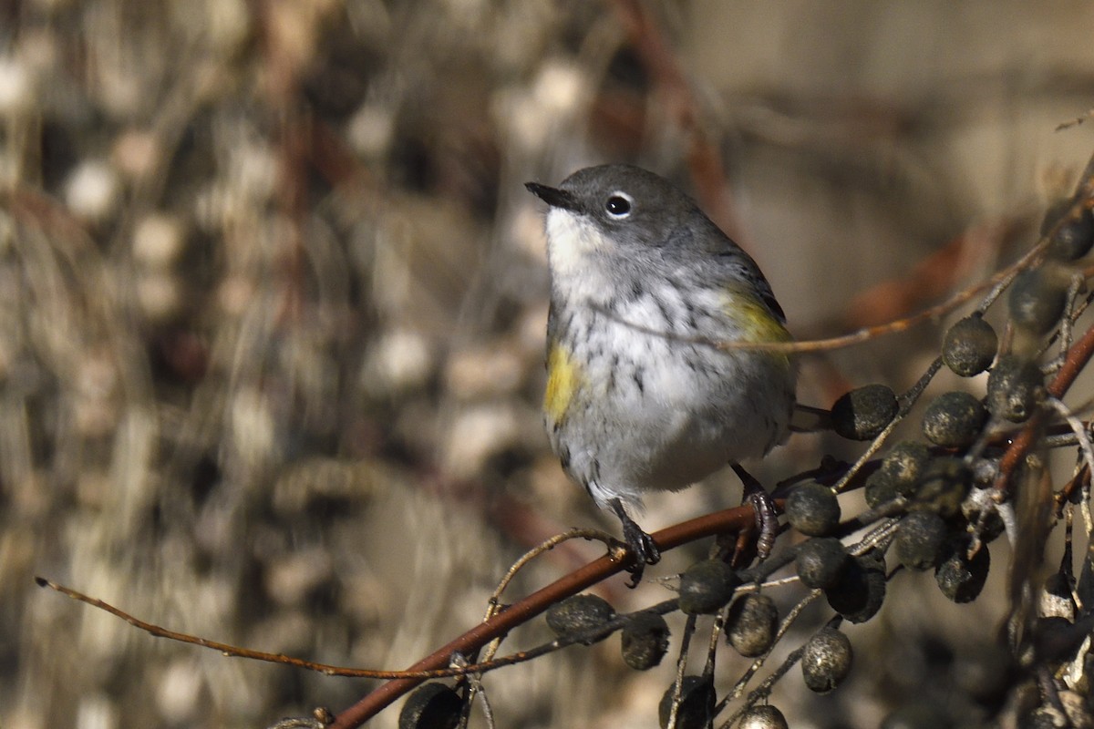 myrteparula - ML646813257