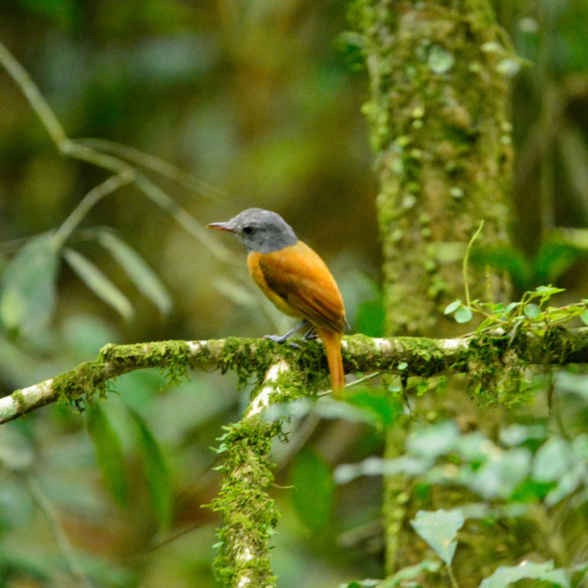 Сероголовый аттила - ML646813260