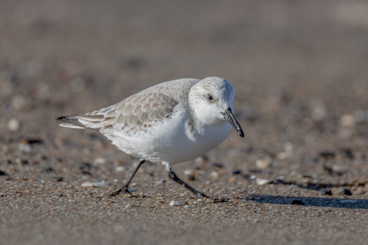 三趾濱鷸 - ML646813262