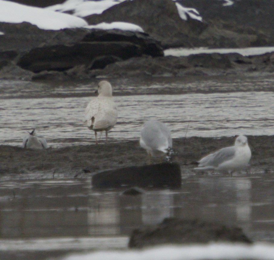 Iceland Gull - ML646813263