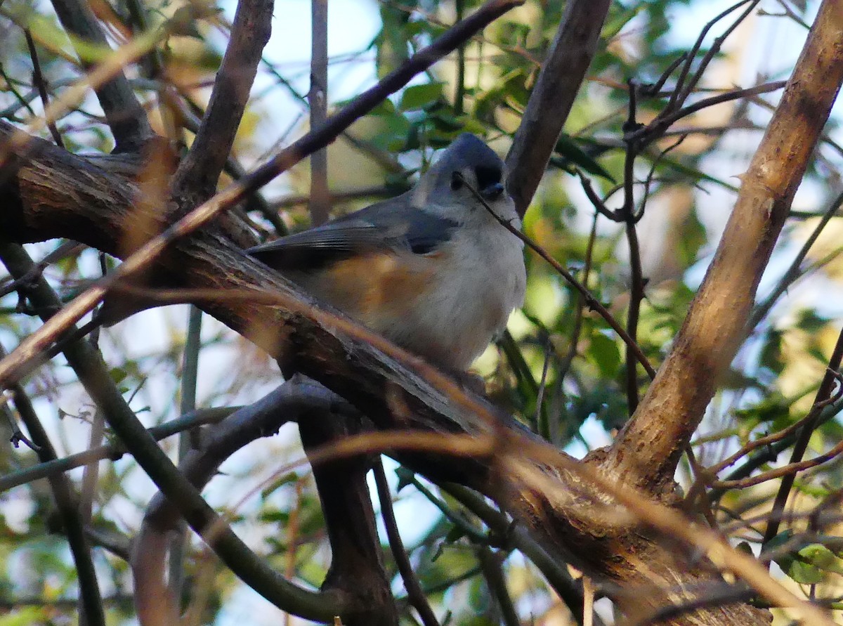 Tufted Titmouse - ML646813264