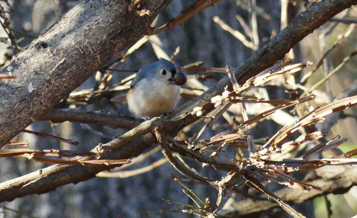 Tufted Titmouse - ML646813265