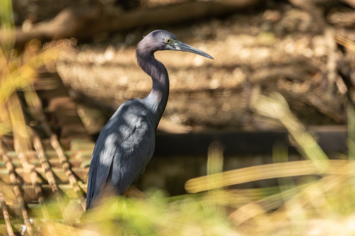 ヒメアカクロサギ - ML646813266