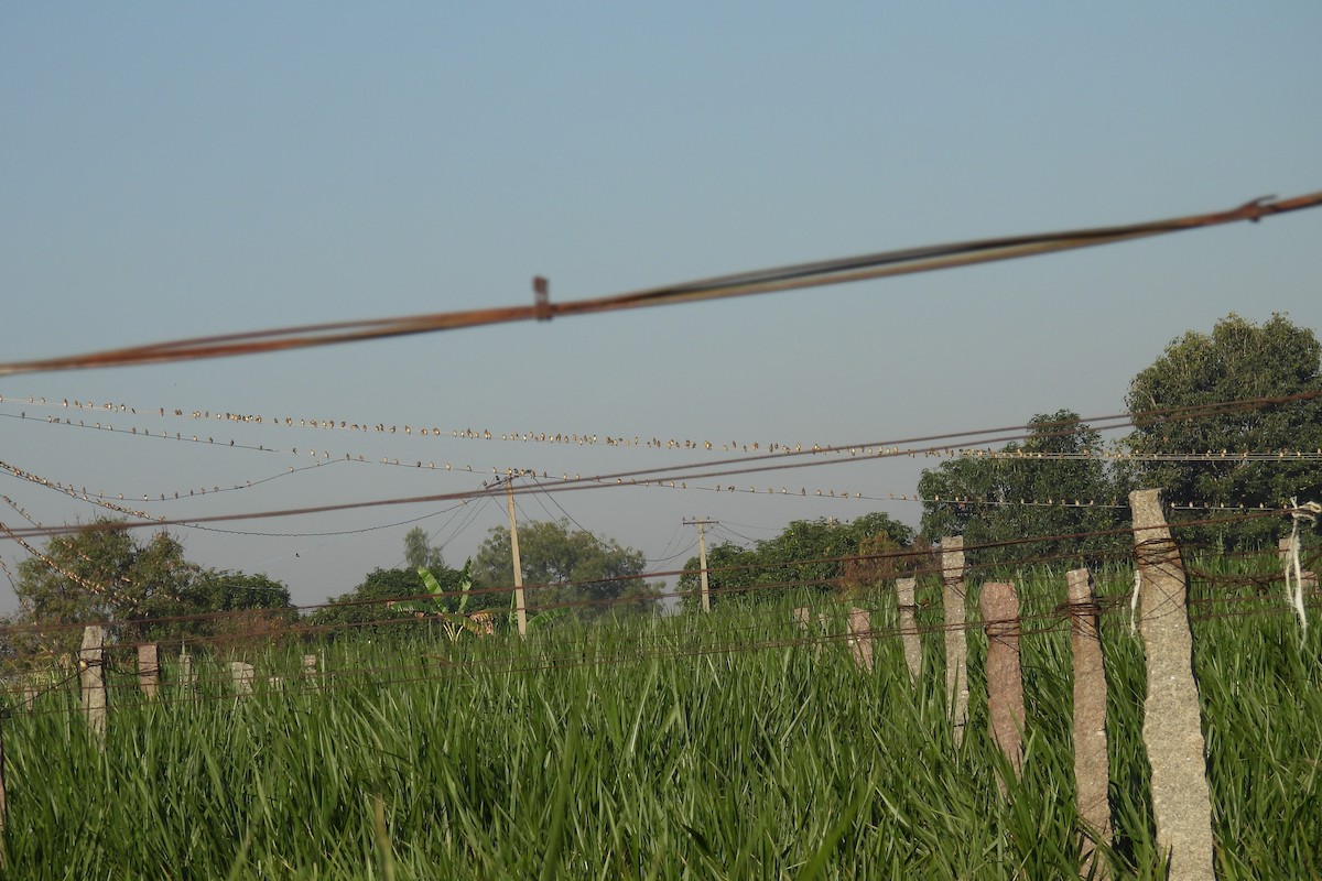 Bayaweber - ML646813270