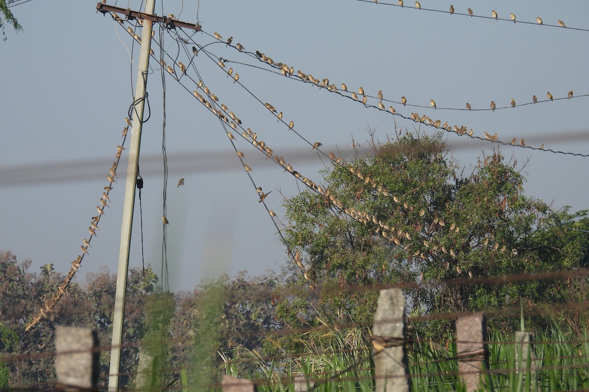 Bayaweber - ML646813271