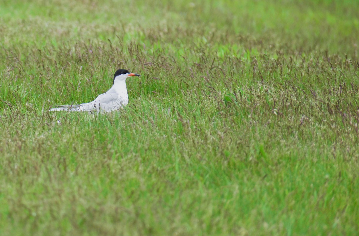 Forster's Tern - ML646813272