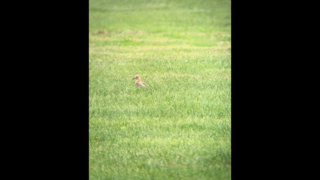 Buff-breasted Sandpiper - ML646813273