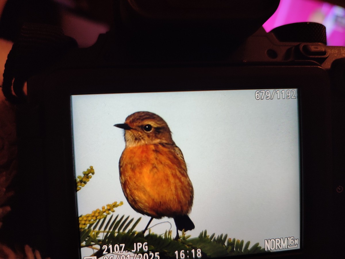 European Stonechat - ML646813274
