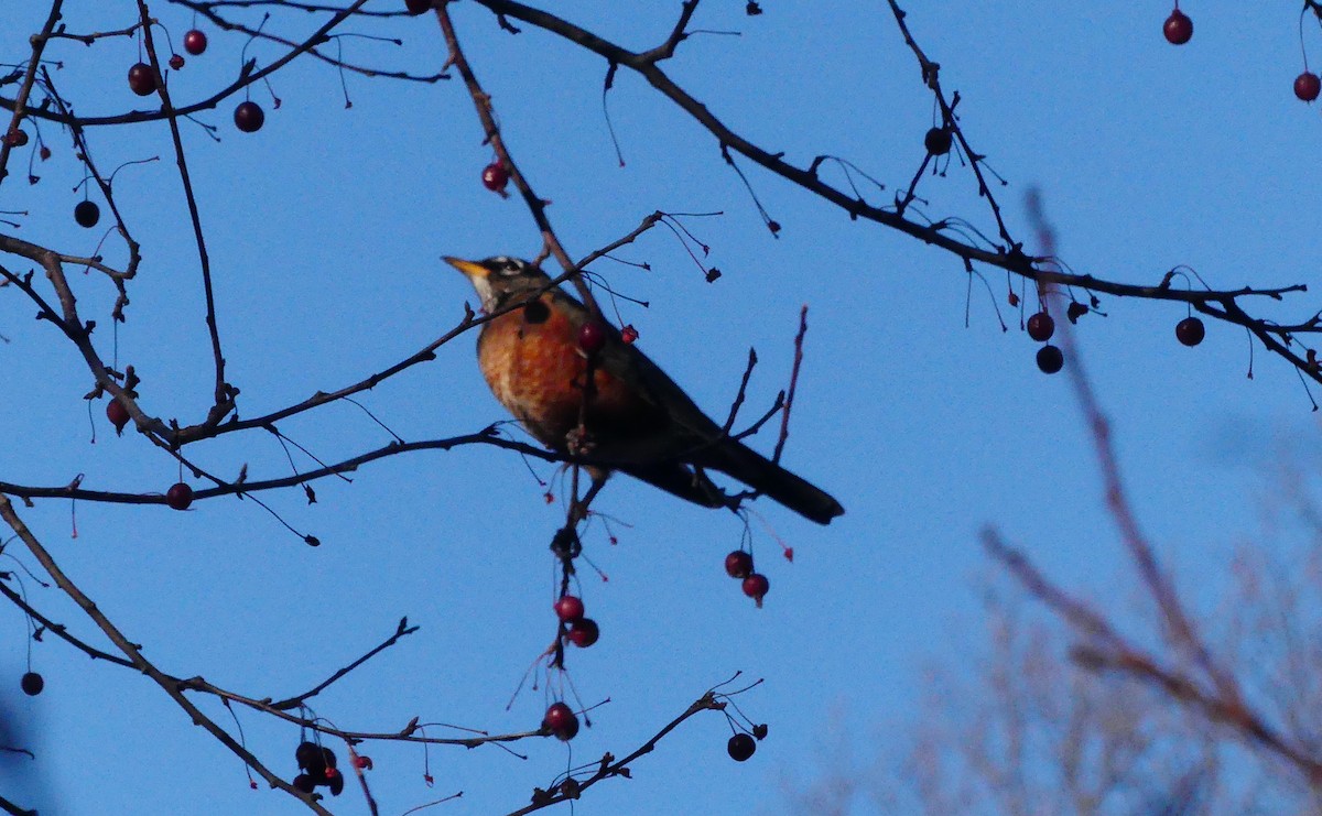 American Robin - ML646813275
