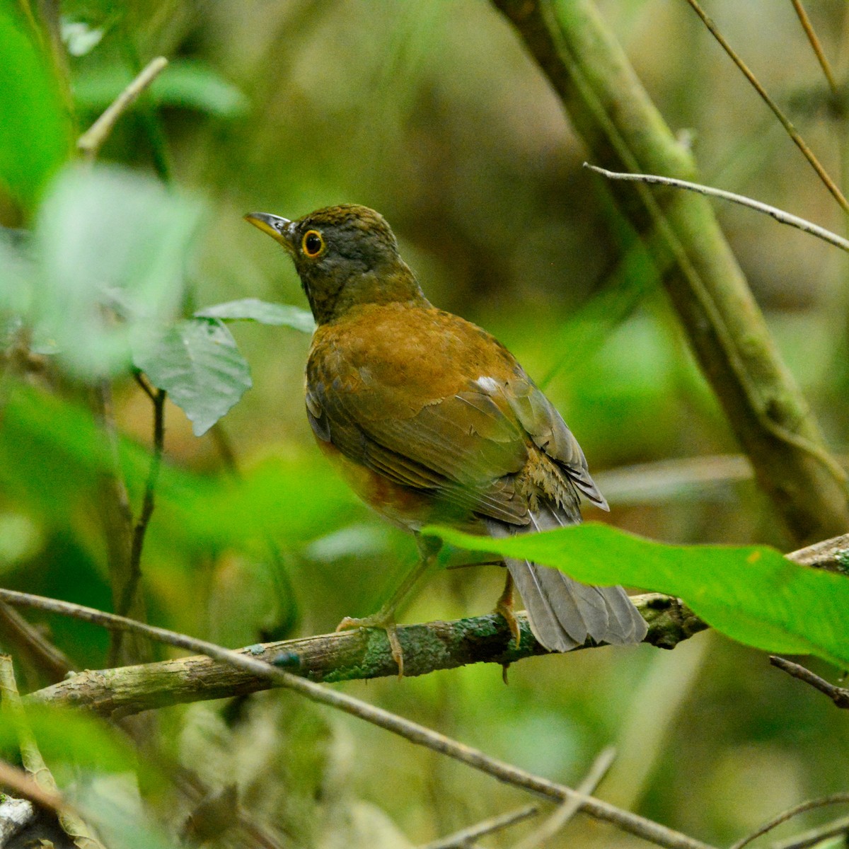 Белошейный дрозд - ML646813276