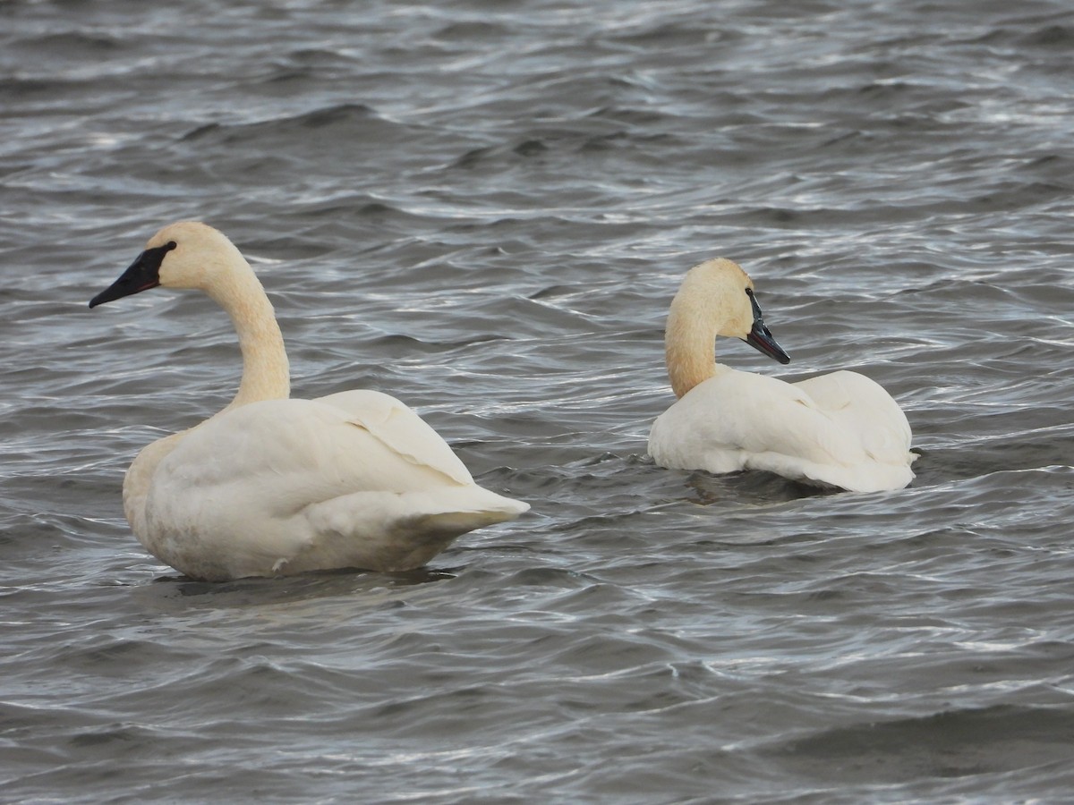 Trumpeter Swan - ML646813277