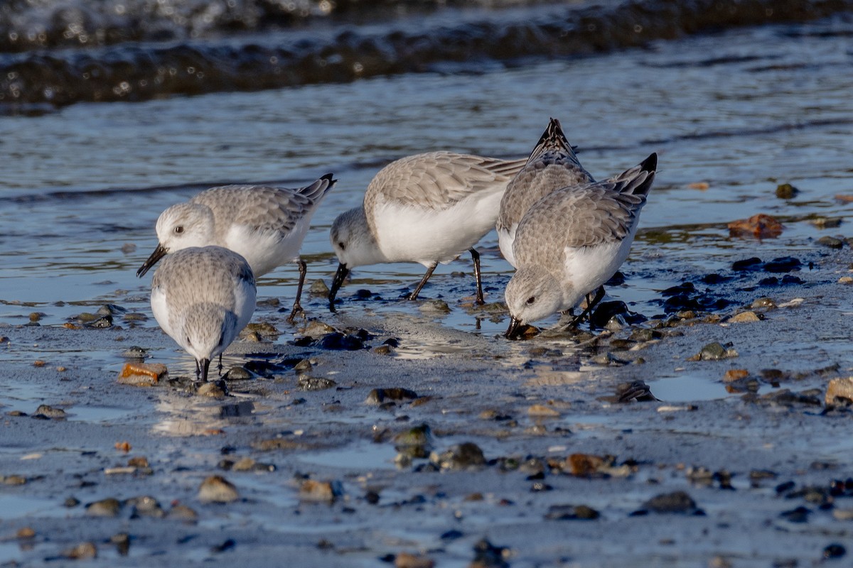 三趾濱鷸 - ML646813278