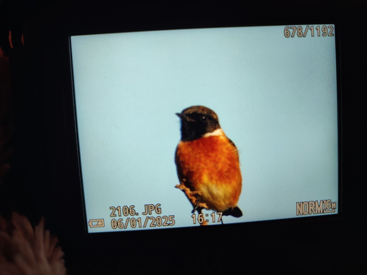 European Stonechat - ML646813279