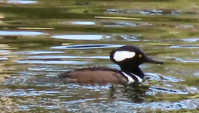 Zerra buruhandia - ML646813280