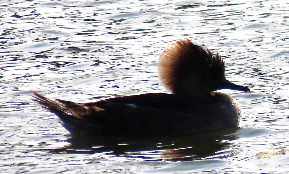 Zerra buruhandia - ML646813281