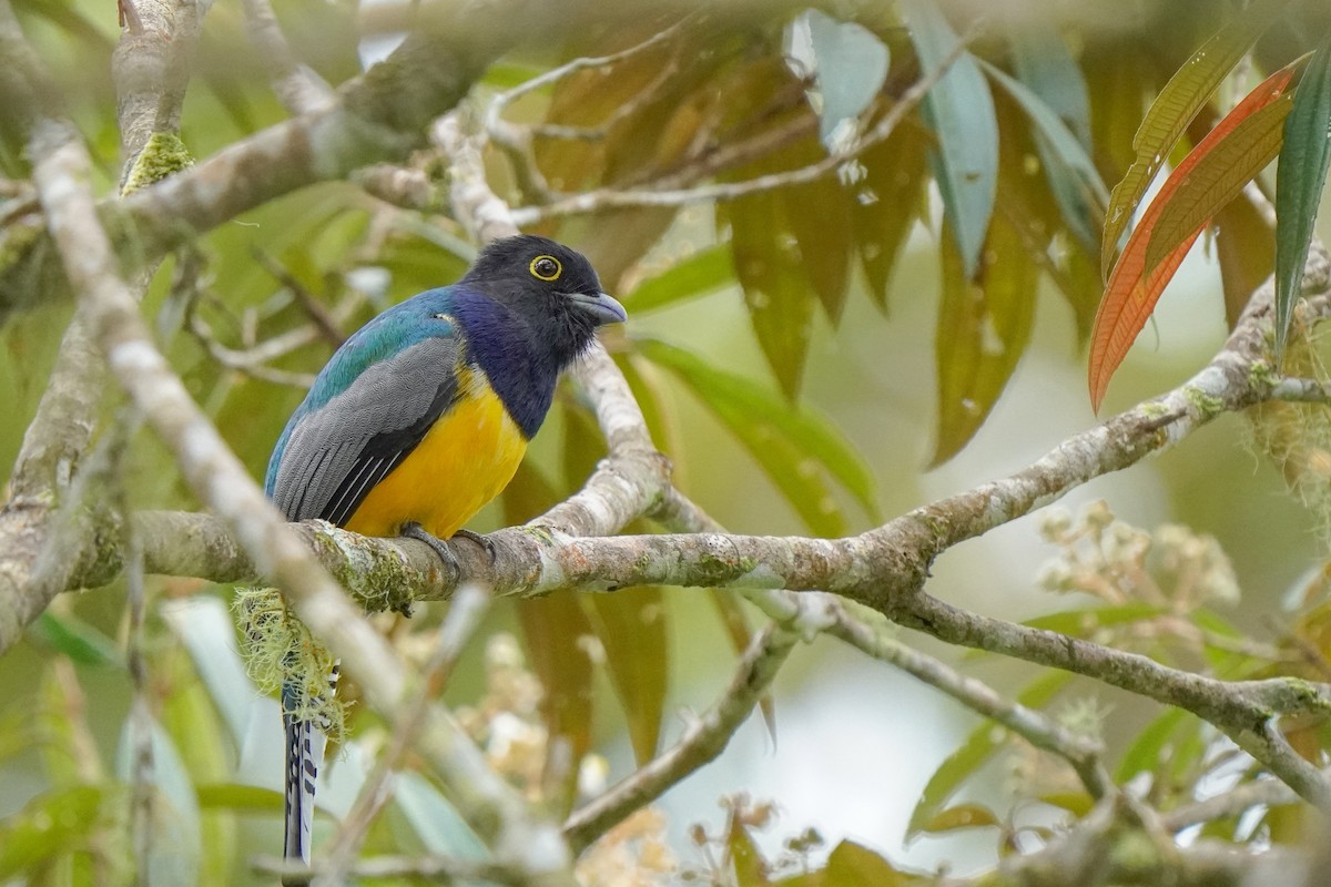 Желтобрюхий трогон - ML646813284