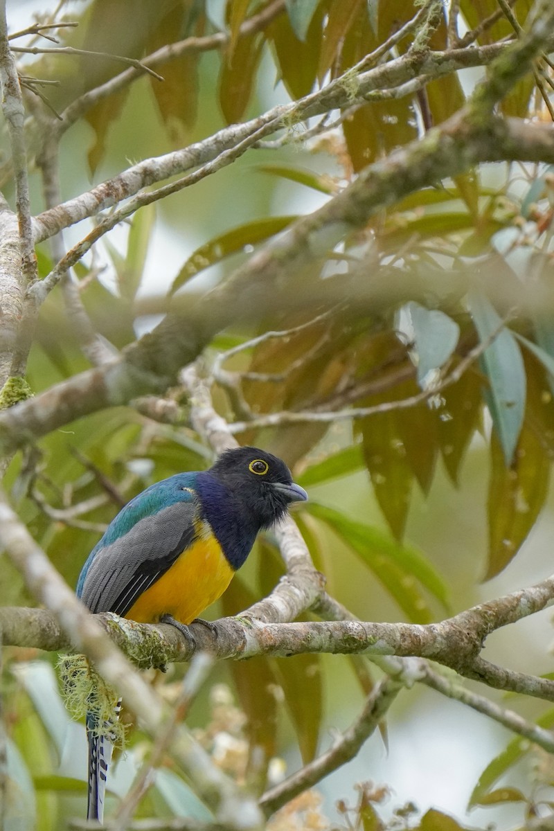 Желтобрюхий трогон - ML646813285