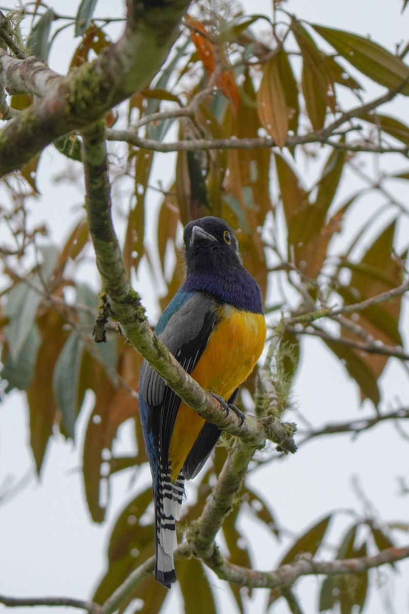 Желтобрюхий трогон - ML646813286