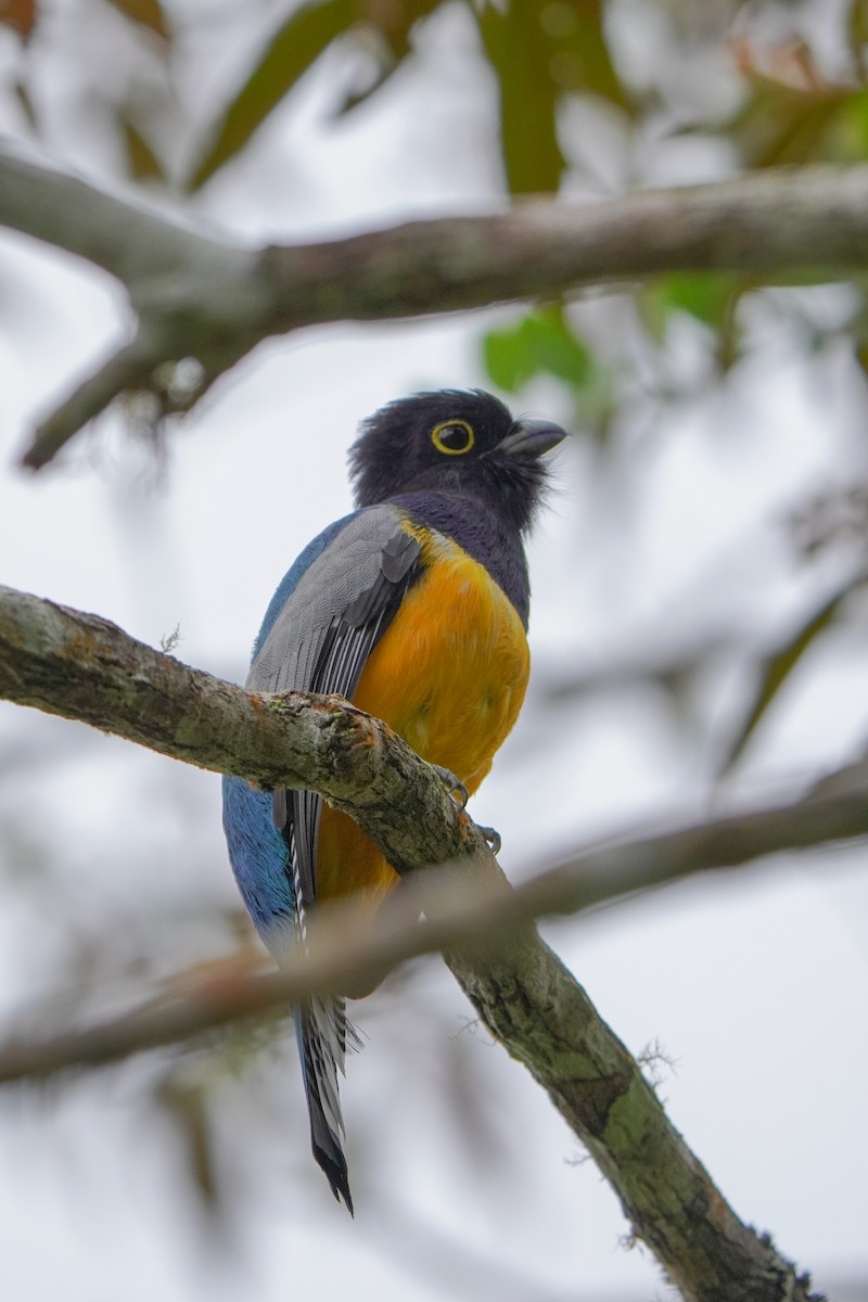 Желтобрюхий трогон - ML646813287