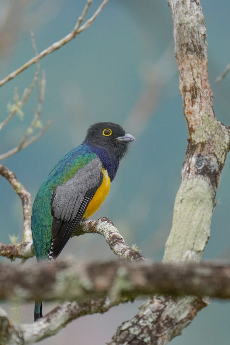 Желтобрюхий трогон - ML646813288