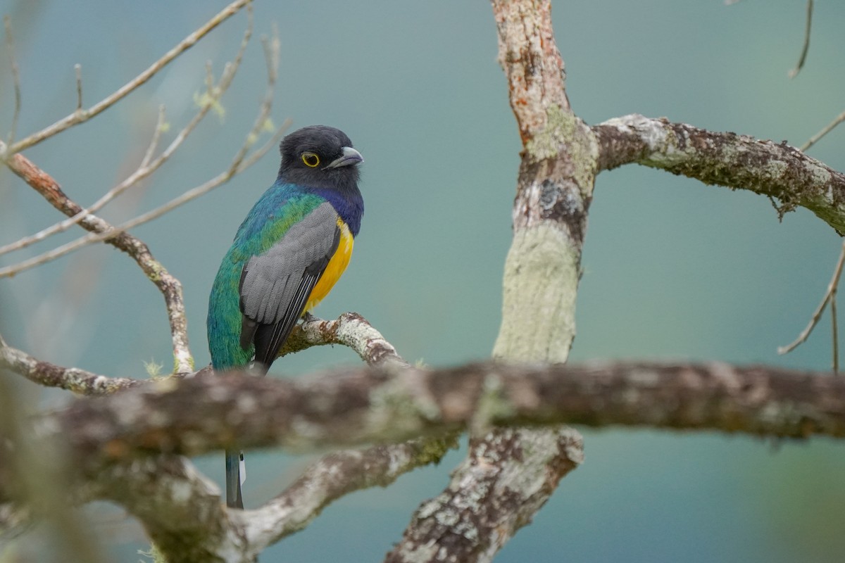 Желтобрюхий трогон - ML646813289