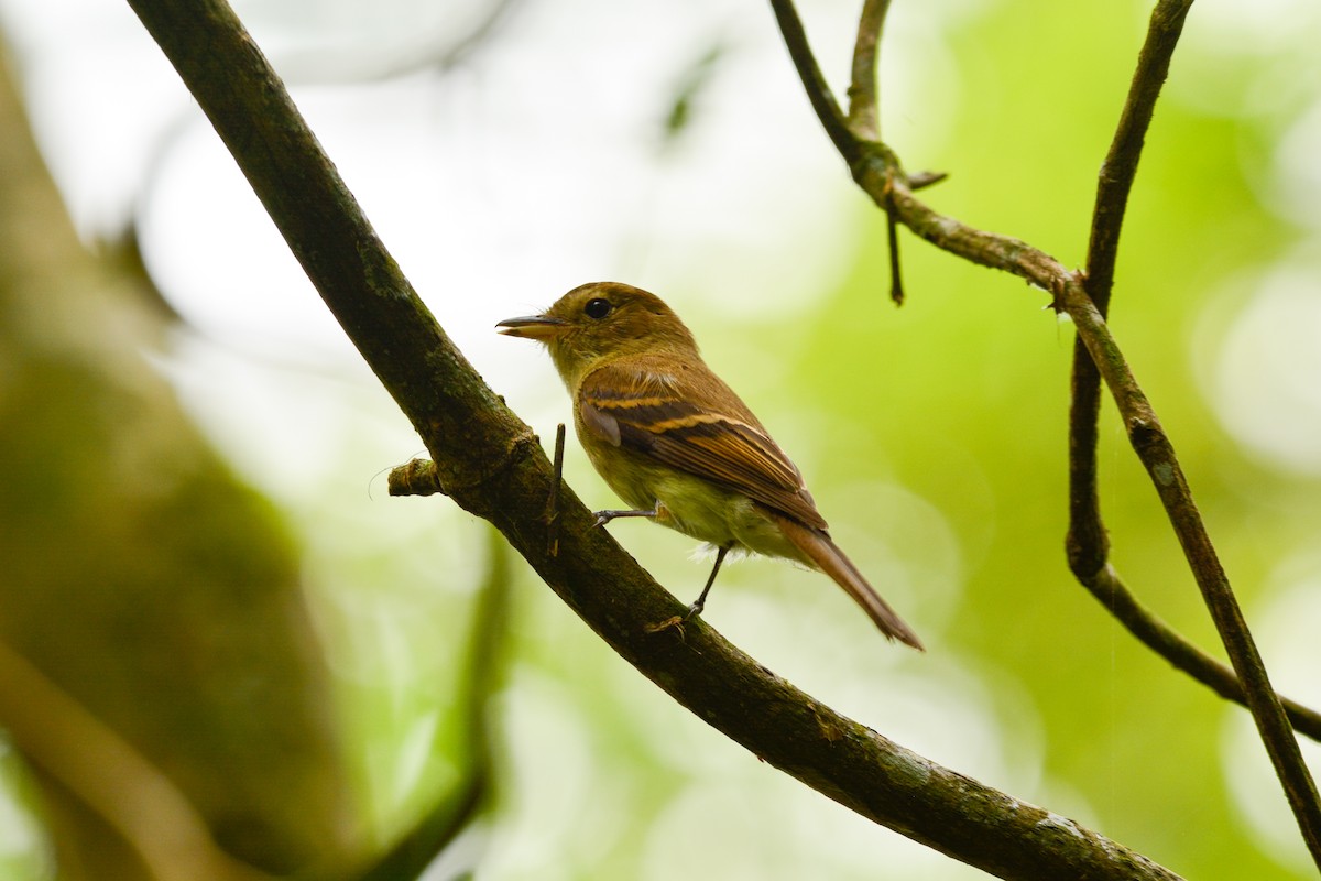 Коричневатый мухолов - ML646813291