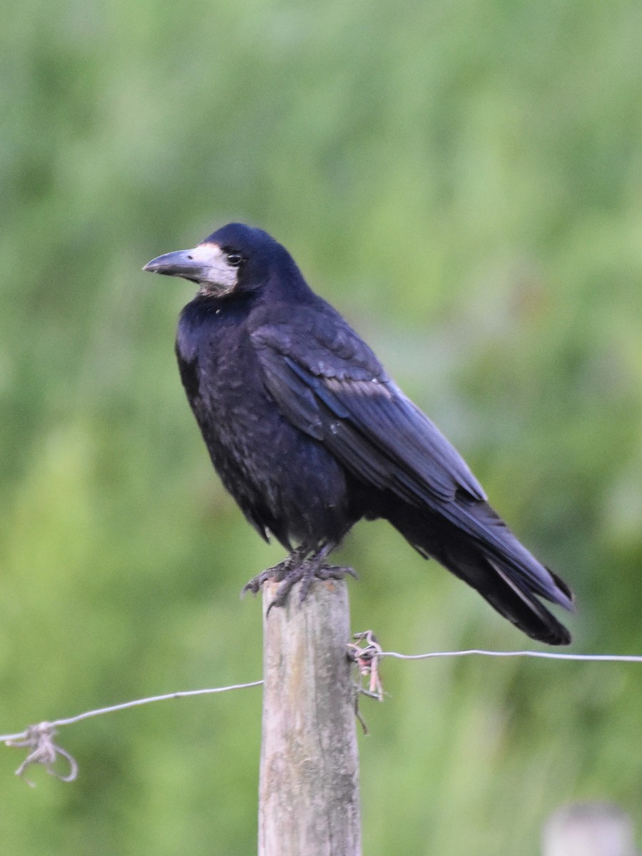 Ekin Kargası - ML646813293