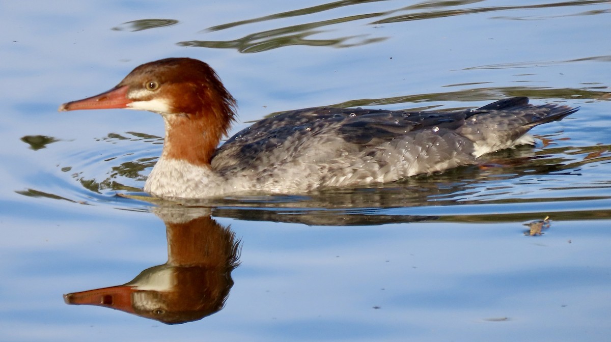 Zerra handia - ML646813294