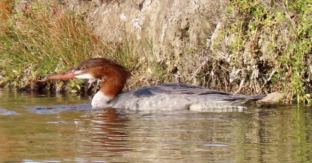 Zerra handia - ML646813295