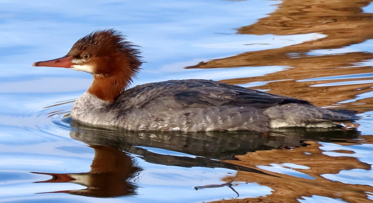 Zerra handia - ML646813296