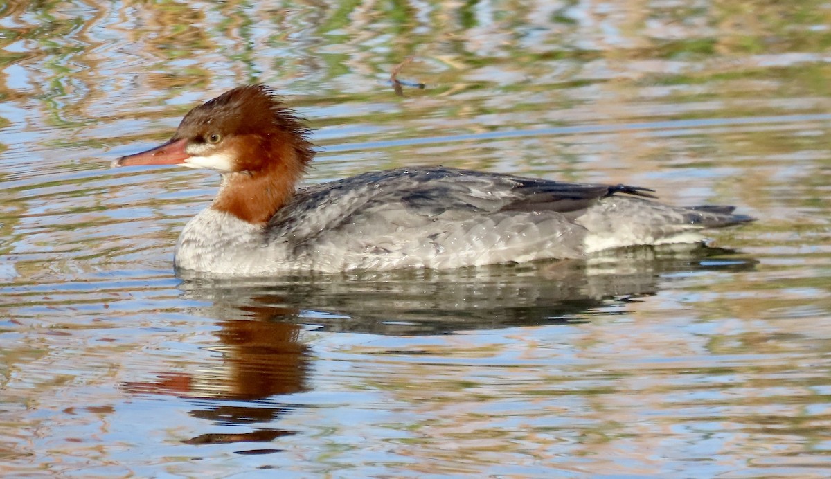 Zerra handia - ML646813297